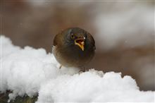雪のお正月 雪のお正月