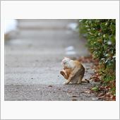 積雪のせいで近所のみ