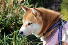 今日の華ちゃんVOL.275　あけおめだワンU^エ^U♪