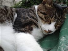 続けて今日も～♪（謎）（・□・；）本日の「とよタマ食堂（爆）」(^-^)/