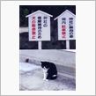 正直おじさんぽ　・・・　野良猫天国