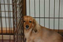 くっきー体調不良だぁ