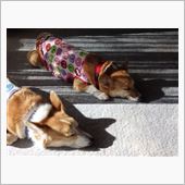 今年も　宜しくお願いします。