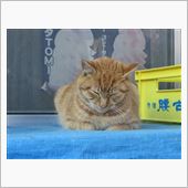 「箱入り猫」の上に「眠り猫」