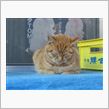 「箱入り猫」の上に「眠り猫」