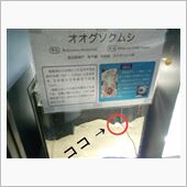 唐揚げで食べますか？