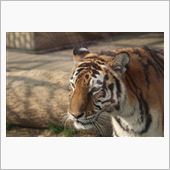 蘇州動物園パート２（写真多め ...