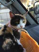 「ころ」という名前の三毛を飼いはじめました