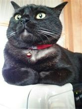 コツコツ