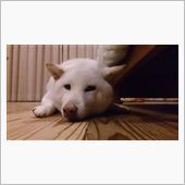 なんだかお疲れモード～…。
