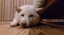 なんだかお疲れモード～…。