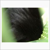 くつした、さんちゃん病院