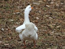 宝ヶ池に初出動