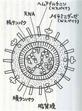 大流行にはならないで！