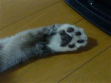 肉きゅー(&gt;_&lt;)