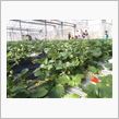 Strawberry fields (一期一会)