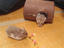 忙しいような・・・忙しくないような・・・