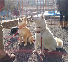 昨日の写真で癒されて…。
