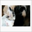 パラパラでは足りない(≧▽≦)【トラック編】