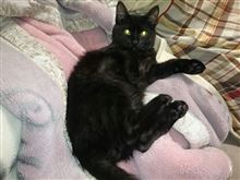 【ねこ】・・・。