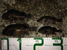 今年の釣果は？
