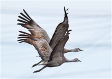 会心の作品、カナダヅル・ペア シンクロ飛翔 会心の作品、カナダヅル・ペア シンクロ飛翔