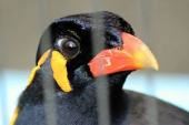 九官鳥の名前・・
