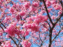 少し早いけど…春を告げる伊豆の桜♪