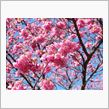 少し早いけど…春を告げる伊豆の桜♪