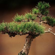 &quot;BONSAI&quot; と「盆栽」