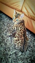 ヒョウ猫🐱！