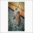 ヒョウ猫🐱！