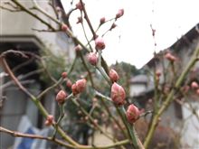 ブルーベリーの花芽