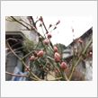 ブルーベリーの花芽