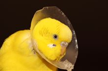 インコさん退院