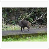 いのしし