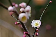 そろそろ春が来たよ～