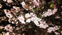 今年の河津桜はもう終わり？