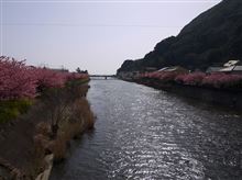 河津桜の花見