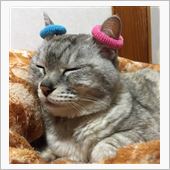 本日のニャんたさん