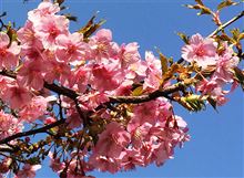【サクラ】代官山の河津桜!【サク】 【サクラ】代官山の河津桜!【サク】