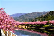 春が来た 　ー伊豆河津桜ー