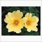 今すぐに花粉症をどうにかした ...