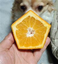合格いよかん、いい予感。