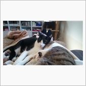 キジ白にゃんこの状態と診断結果