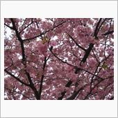 冷たい雨でもサクラサク