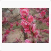 梅は咲いたか　桜はまだかいな