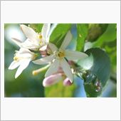 島レモンの花が満開