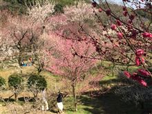谷尾崎梅林公園