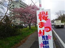 サファリの車窓から！ 桜